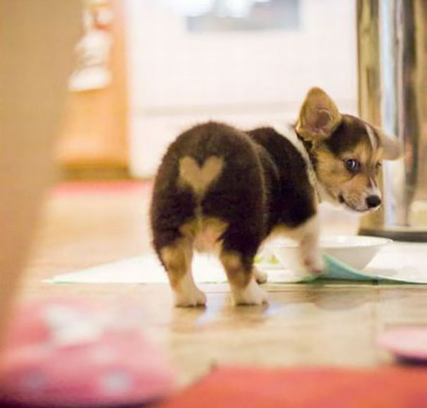 Cute Heart-shaped Bottom