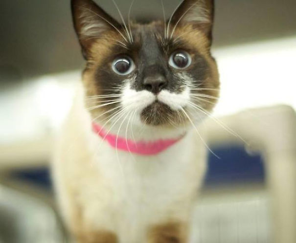 Cat With Mustache
