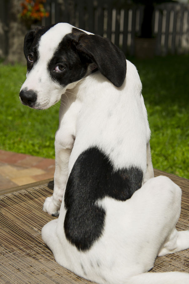 Mickey Mouse Dog