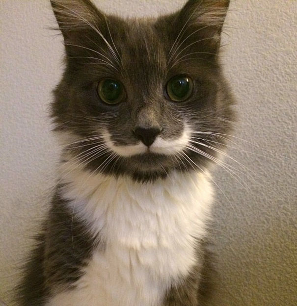 Hamilton The Hipster Cat