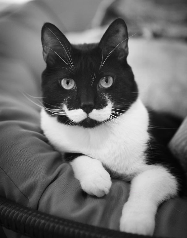 Classy Mustache Cat