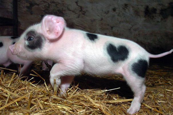 Heart Marking On A Piglet