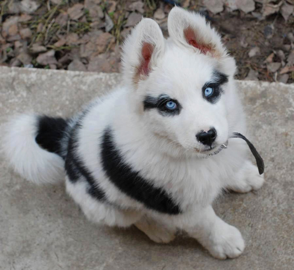 Husky With Make Up