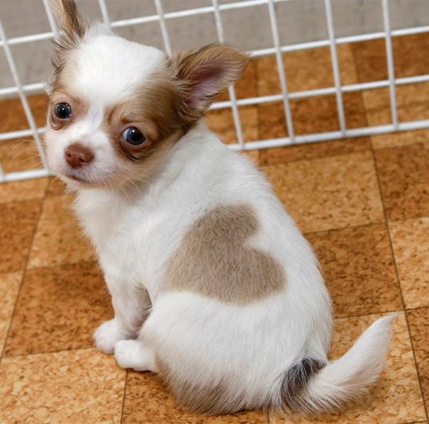The Cutest Puppy Ever
