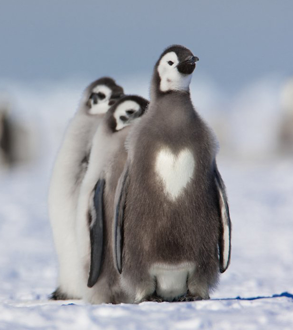 Love Penguin