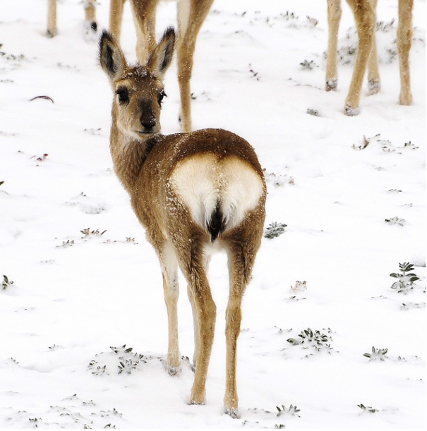 Heart-shaped Bottom