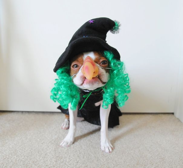Wicked Witch Pug