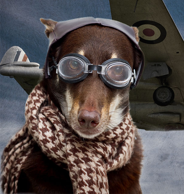 Aviator Dog