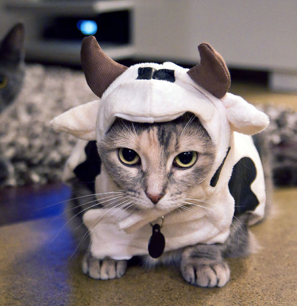Cow Cat