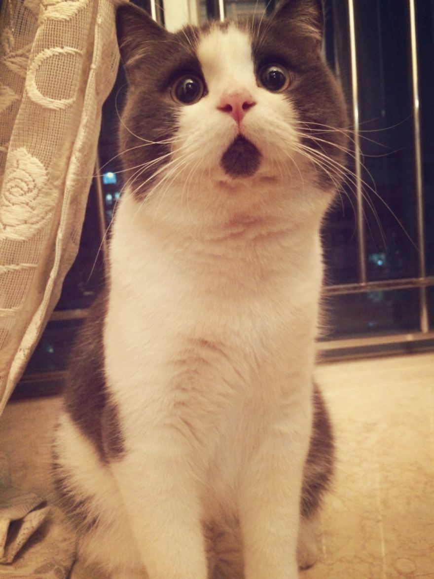 Meet The OMG Cat, The Feline Who Is Always Surprised