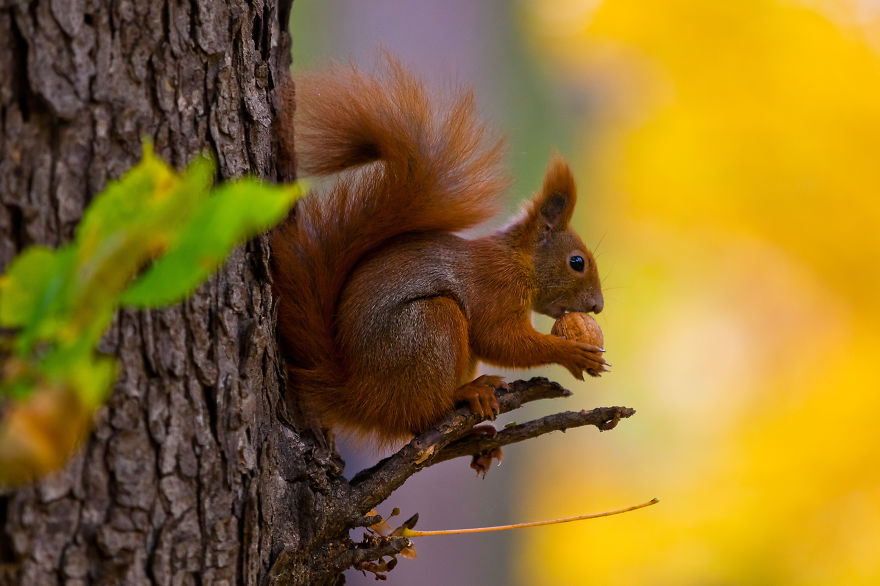 Squirrel With Walnut