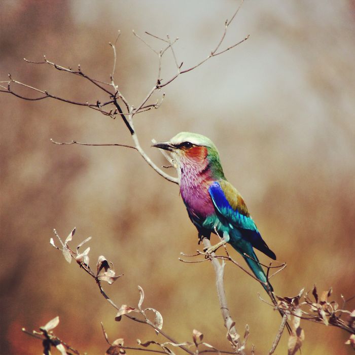 Lilac-breasted Roller, Namibia