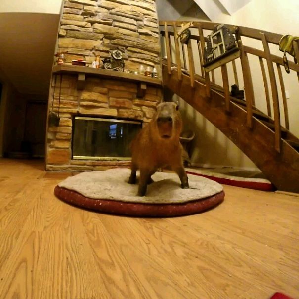 Capybara Sneezing