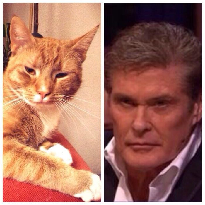 My Cat And The Hoff