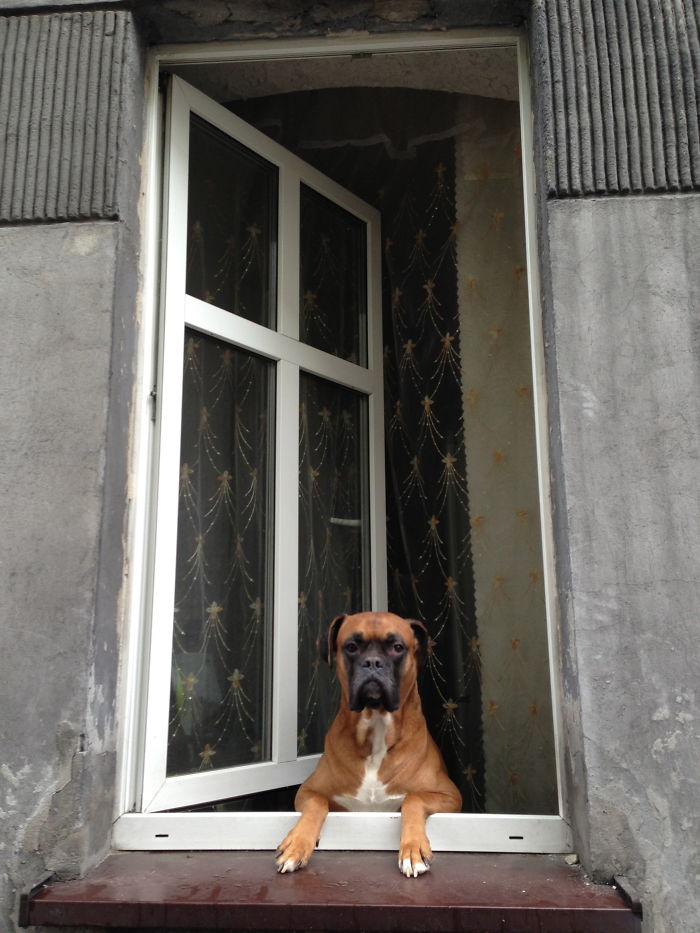 A Dog In A Window In Katowice, Silesia Region Of Poland