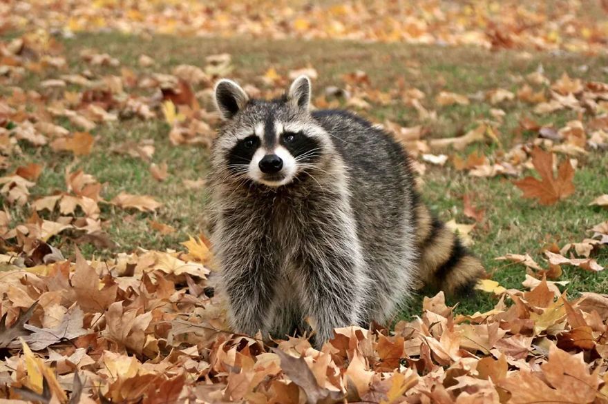 Raccoon In Autumn