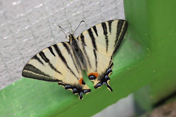Papilio Machaon Visited Us On Our Balcony In The Hot Summer. (brno, Czech Republic)
