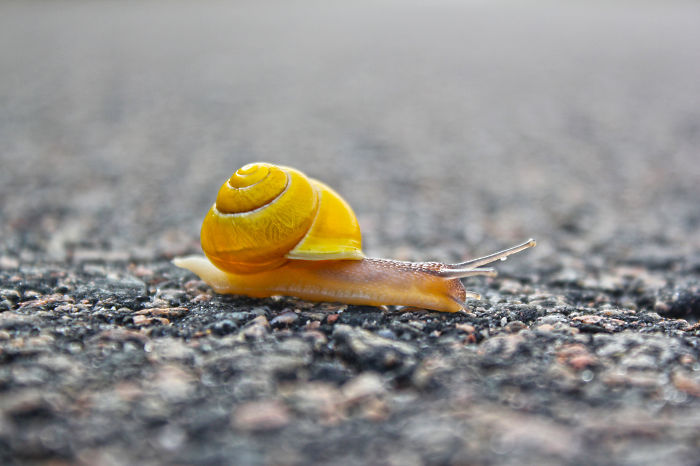 Swedish Yellow Snail