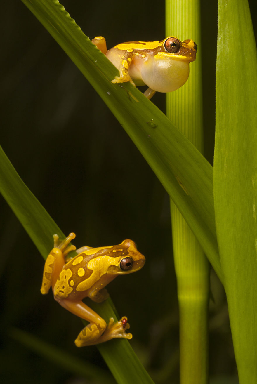 In Search Of Lost Frogs: My Epic Quest To Photograph The Rarest Frogs In The World