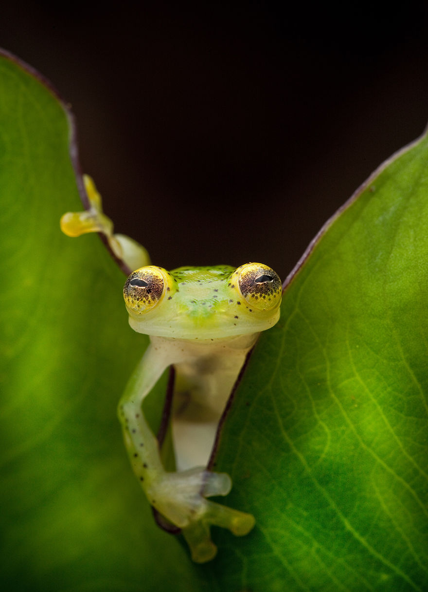 In Search Of Lost Frogs: My Epic Quest To Photograph The Rarest Frogs In The World