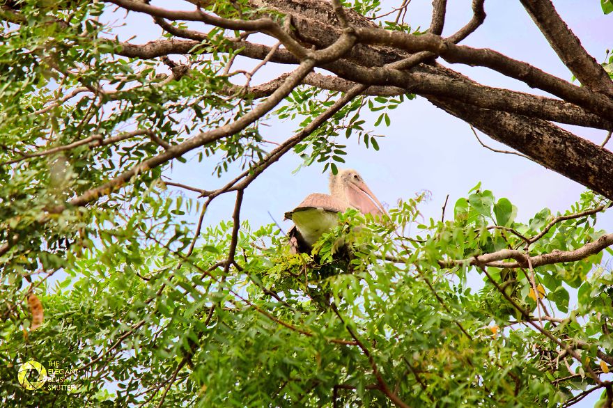 Kokkare Bellur (village Of Storks) Kokkare Bellur (village Of Storks)