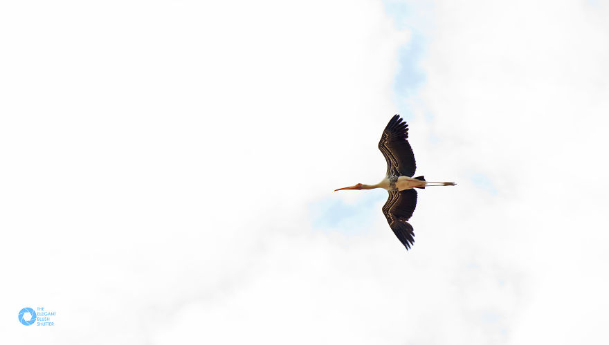 Kokkare Bellur (village Of Storks) Kokkare Bellur (village Of Storks)