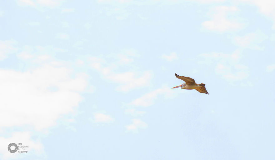 Kokkare Bellur (village Of Storks) Kokkare Bellur (village Of Storks)