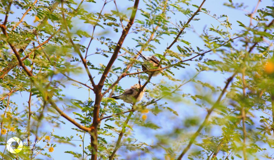 Kokkare Bellur (village Of Storks) Kokkare Bellur (village Of Storks)