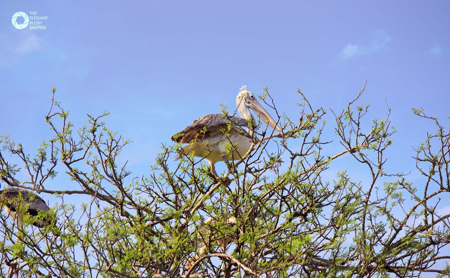 Kokkare Bellur (village Of Storks) Kokkare Bellur (village Of Storks)