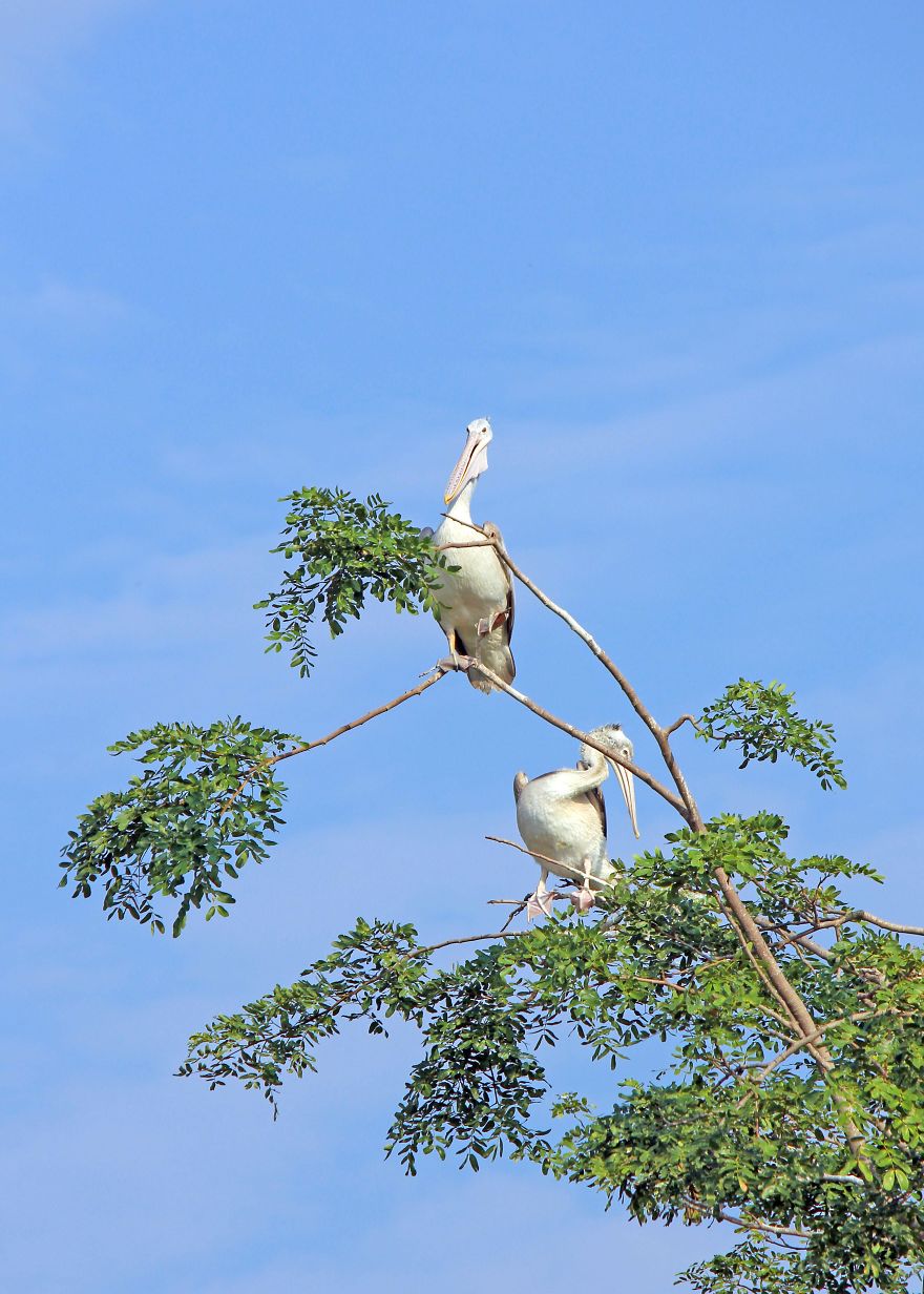 Kokkare Bellur (village Of Storks) Kokkare Bellur (village Of Storks)