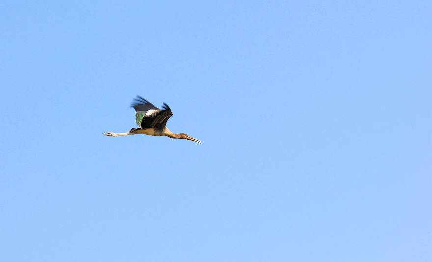 Kokkare Bellur (village Of Storks) Kokkare Bellur (village Of Storks)