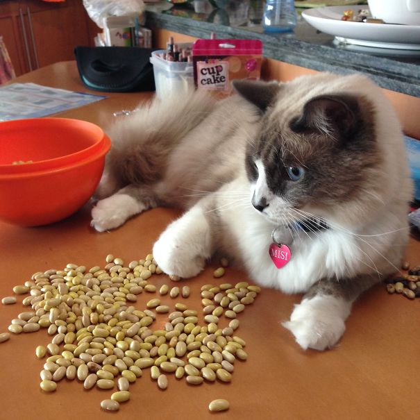 #misiberto Helping Out With The Beans