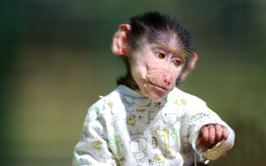 Cute Baby Monkey From Skopje Zoo Gets Treated Like A Child