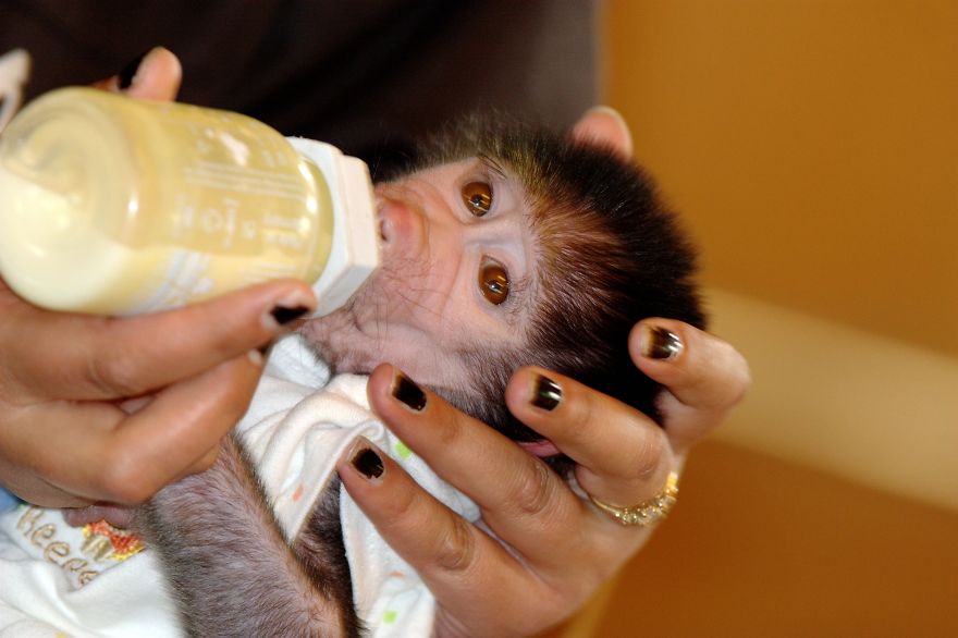 Cute Baby Monkey From Skopje Zoo Gets Treated Like A Child