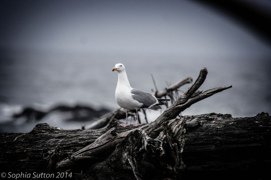 My Amateur Photography