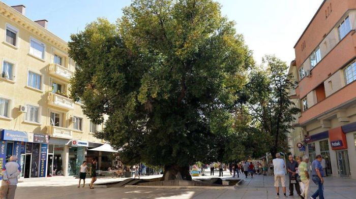 1100 Years Old Elm, Sliven (bulgaria) [european Tree Of The Year 2014]