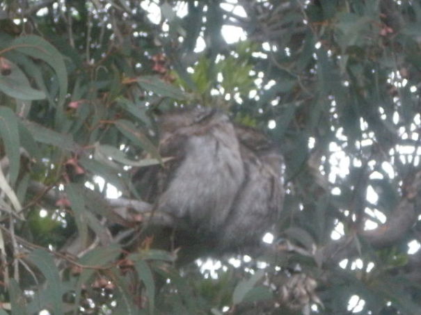 Frogmouths Outside My Window