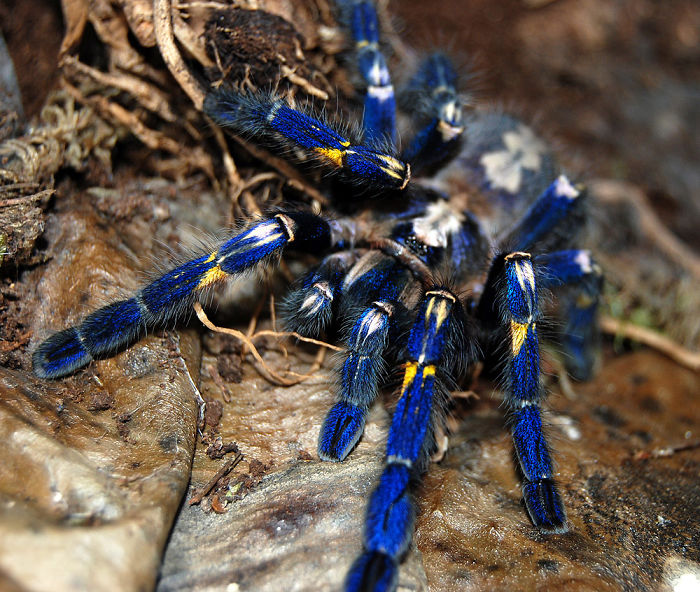 "cobalt Blue" Tarantula