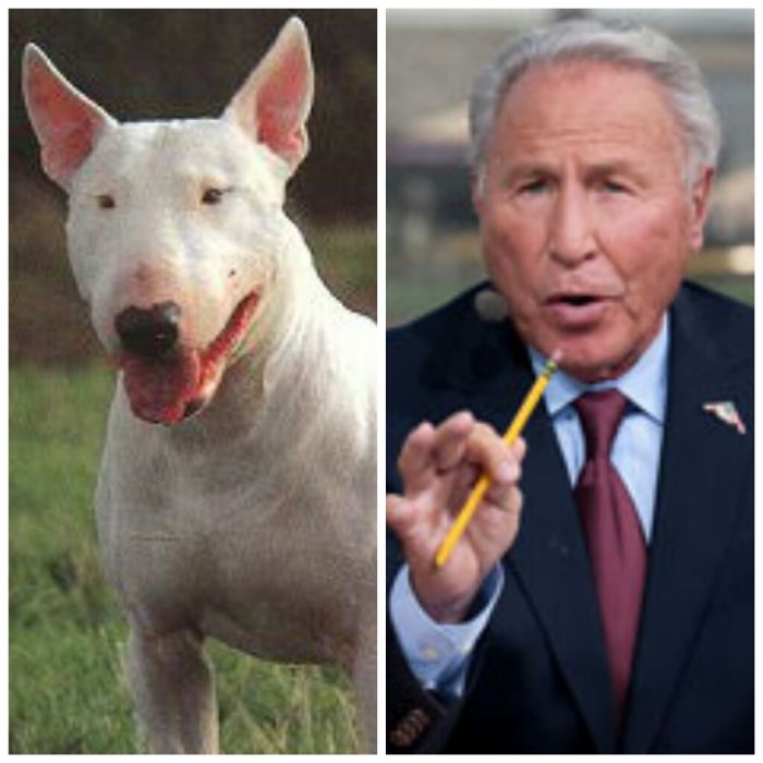 Bull Terrier And Lee Corso