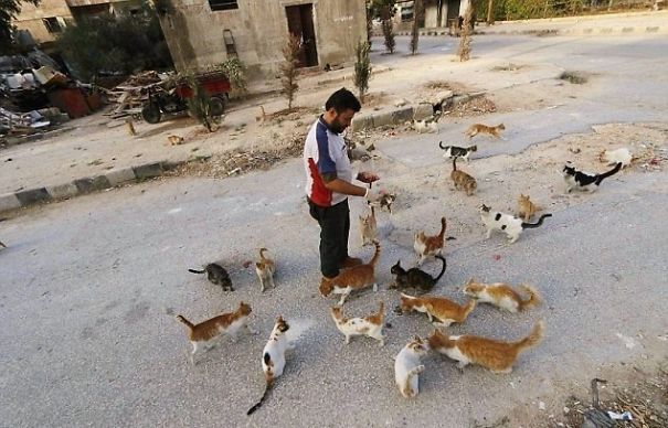 Poor Cats