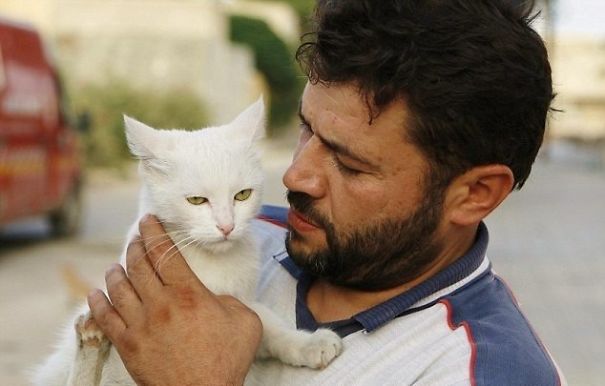 Poor Cats
