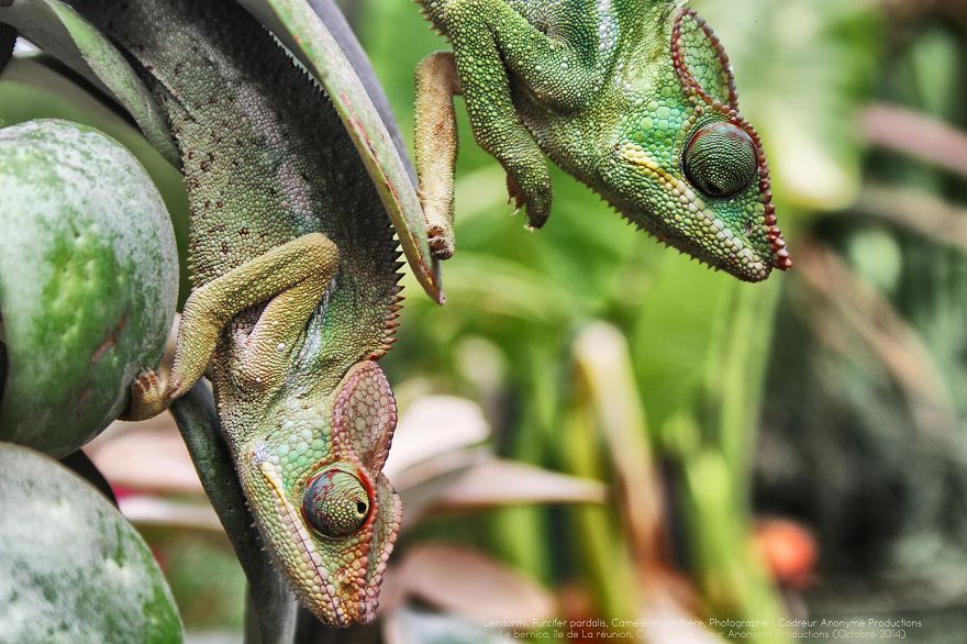 Chameleon Panthers Climbing Flowers Are Just Too Photogenic