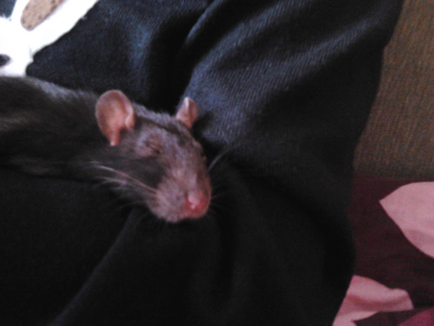 Jozka The Rat