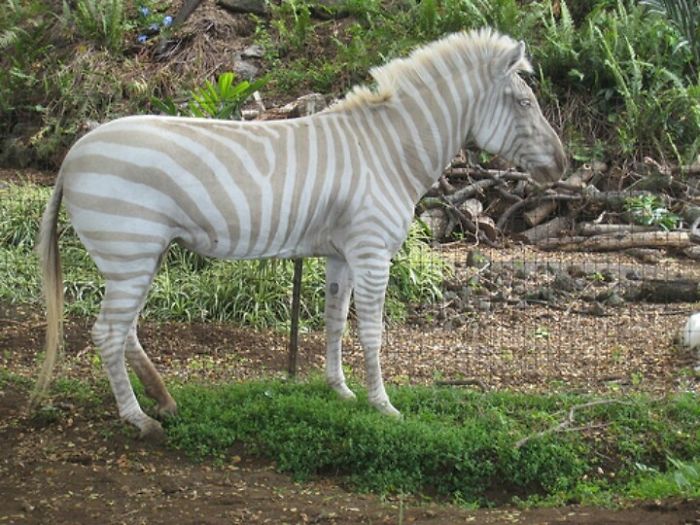 Albino Zebra