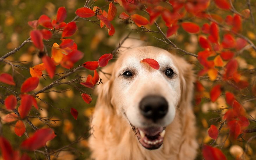 Golden Retriever With A Leaf On His Head
