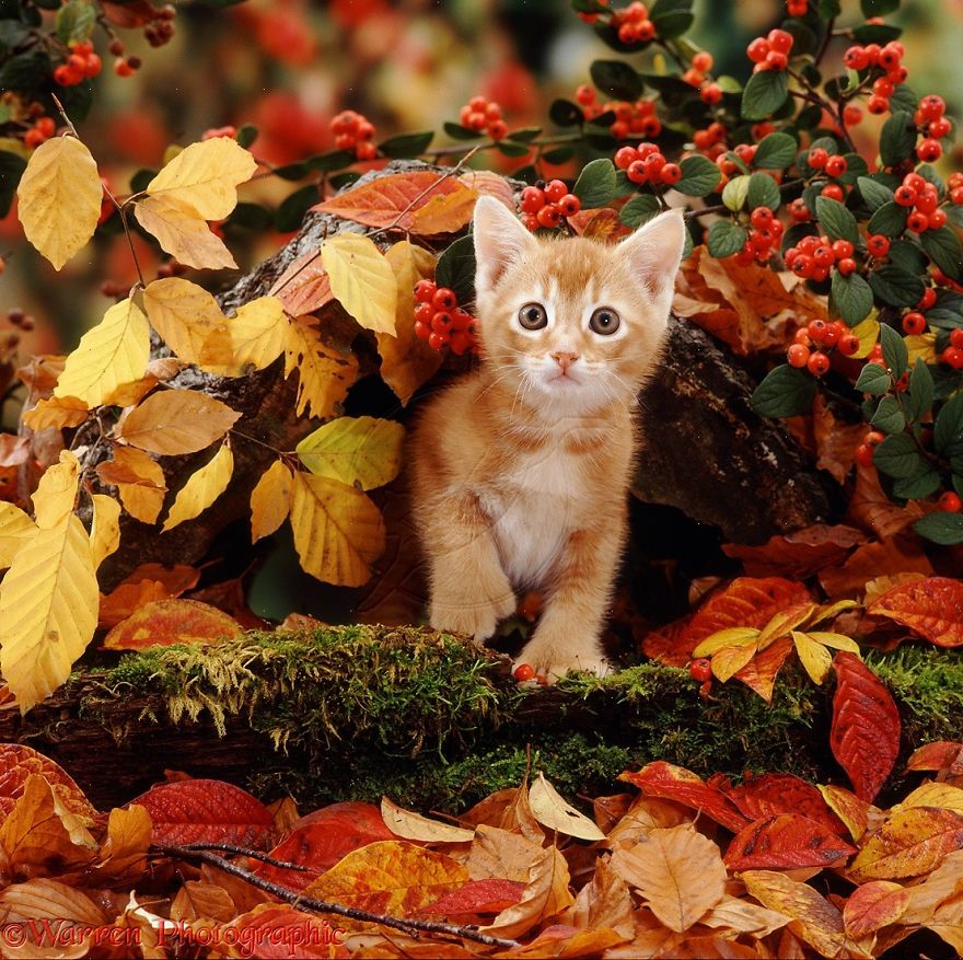 Kitten In Autumn Scenery
