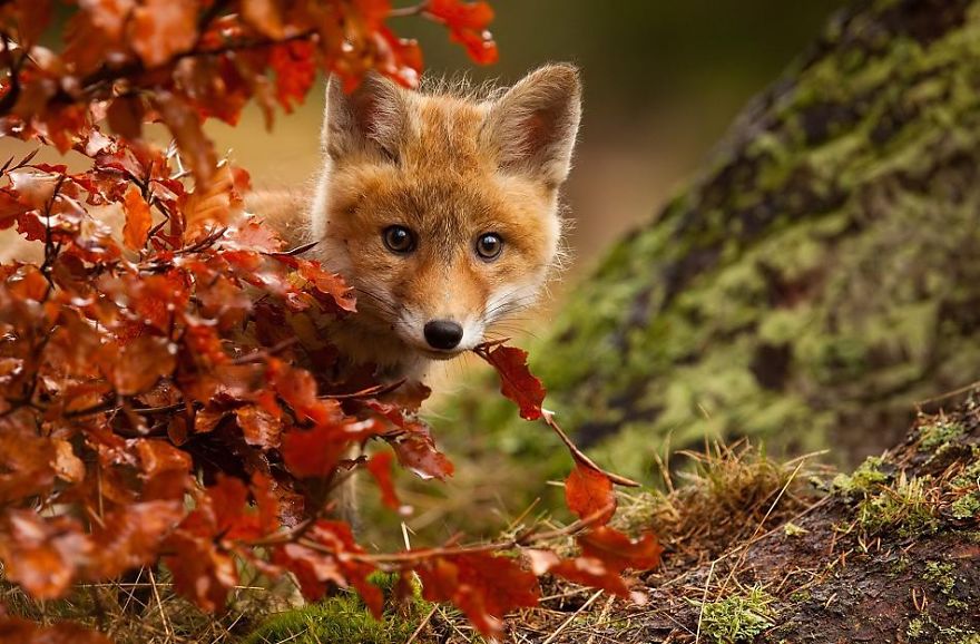 Fox Playing With Leaves