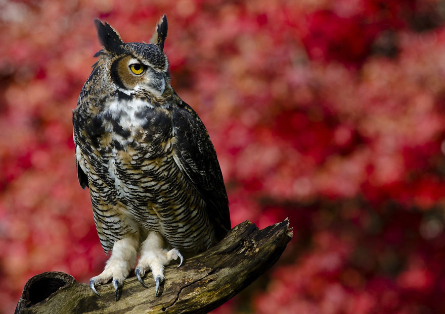 Majestic Owl In Autumn