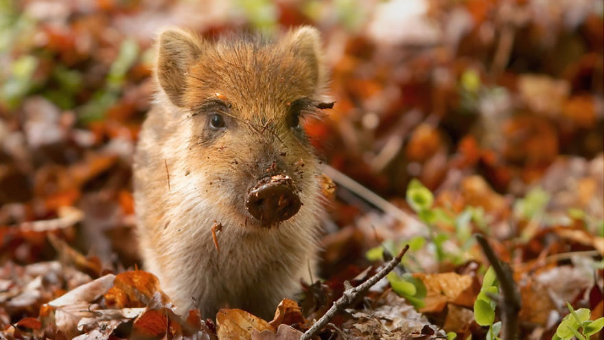 Little Boar Playing With Leaves