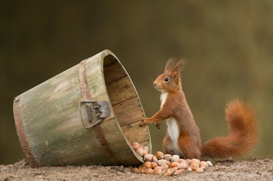 Squirrel With A Bucket Of Nuts